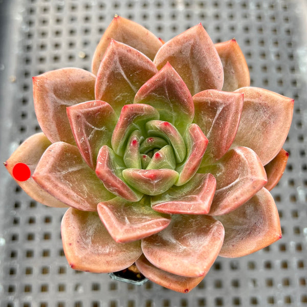 Echeveria 'Pink Champaign' 3" Succulent Plant