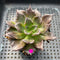 Echeveria 'Super Bowl' 2" Succulent Plant