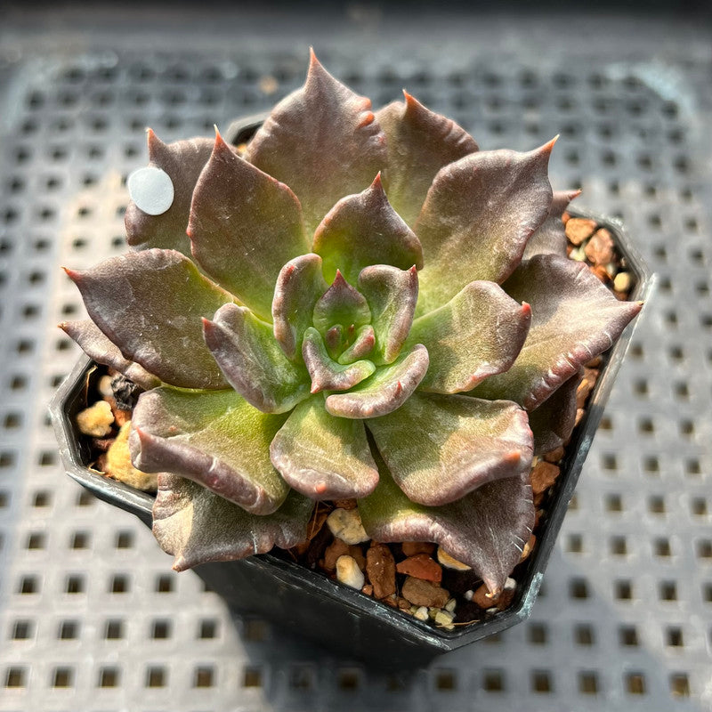 Echeveria 'Super Bowl' 2" Succulent Plant