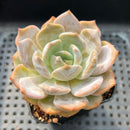 Echeveria 'Lehman' 2" Succulent Plant