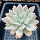 Graptoveria 'Opalina' Variegated 4" Succulent Plant