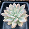 Graptoveria 'Opalina' Variegated 4" Succulent Plant