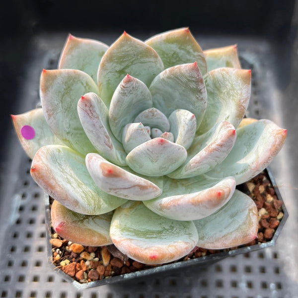 Echeveria 'Ivory' 3"-4" Succulent Plant