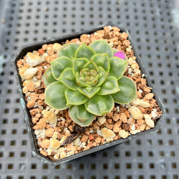 Echeveria Longissima Carunculated 1"-2" Succulent Plant