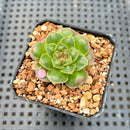 Echeveria Longissima Carunculated 1"-2" Succulent Plant