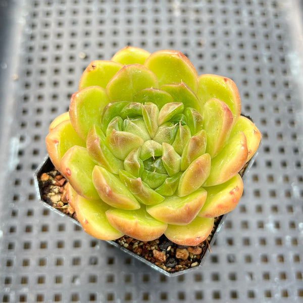 Echeveria Hybrid sp. 2"-3" Trifercated Seed-Grown Succulent Plant