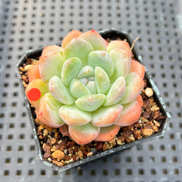 Echeveria 'BK Jelly' 2" Succulent Plant