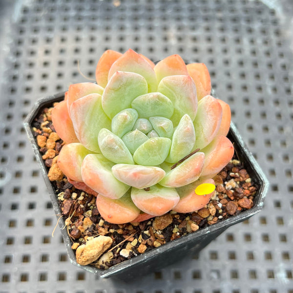 Echeveria 'BK Jelly' 2" Succulent Plant