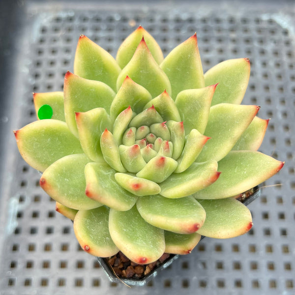 Echeveria Agavoides 'Morgain' Variegated 3" Succulent Plant Cutting