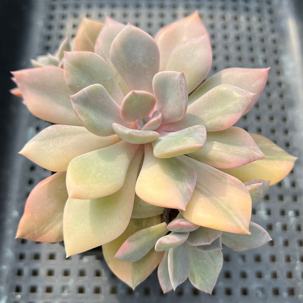 Graptoveria 'Debbie' Variegated 3"-4" Cluster Succulent Plant