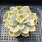 Pachyveria 'Worthy One' Variegated 2" Succulent Plant Cutting