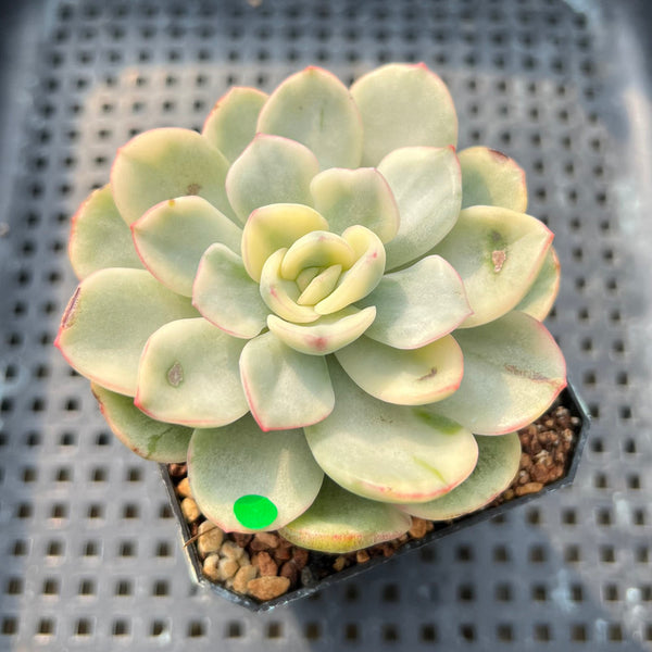 Pachyveria 'Worthy One' Variegated 2" Succulent Plant Cutting