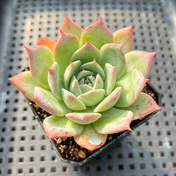 Echeveria 'Secret' New Hybrid 2" Succulent Plant