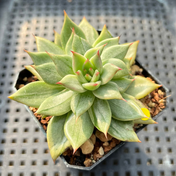 Echeveria Agavoides 'Blanco Maria' Variegated 2" Succulent Plant