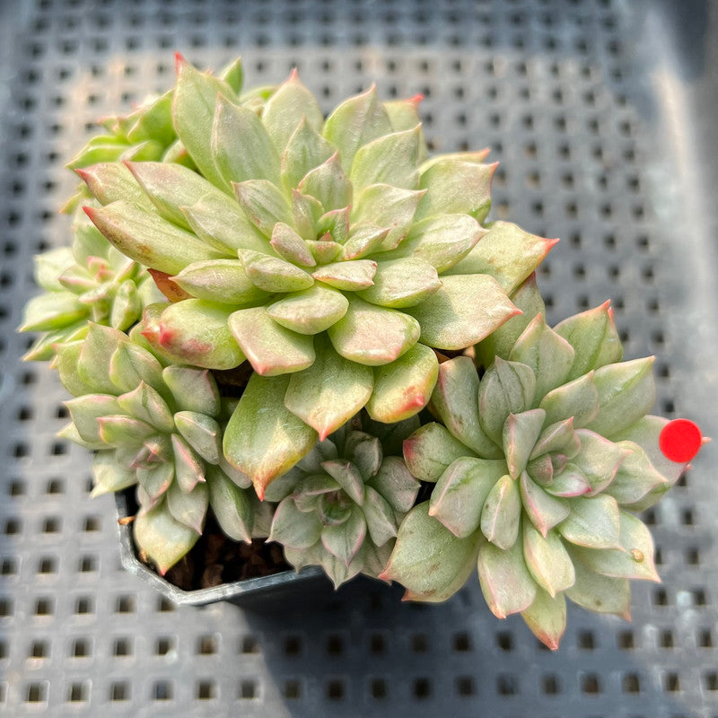 Echeveria 'Olivia' Variegated 3" Succulent Plant