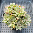 Echeveria 'Olivia' Variegated 3" Succulent Plant