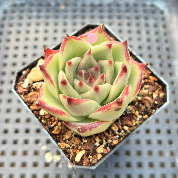 Echeveria Agavoides 'Haiku' 2" Succulent Plant