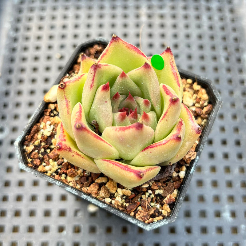 Echeveria Agavoides 'Haiku' 2" Succulent Plant