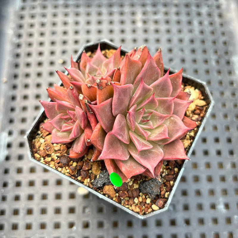 Echeveria 'Corsican Rose' 2" Succulent Plant