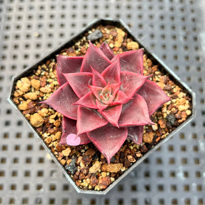 Echeveria 'Corsican Rose' 2" Succulent Plant