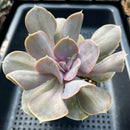 Echeveria 'Valkyrie' 4"-5" Large Succulent Plant