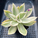 Echeveria Agavoides 'Rubella' Variegated 3" Succulent Plant