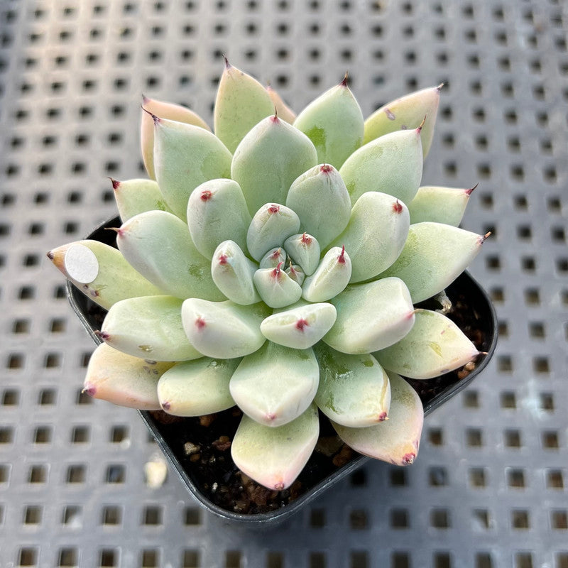 Echeveria 'Biju' 1" Succulent Plant