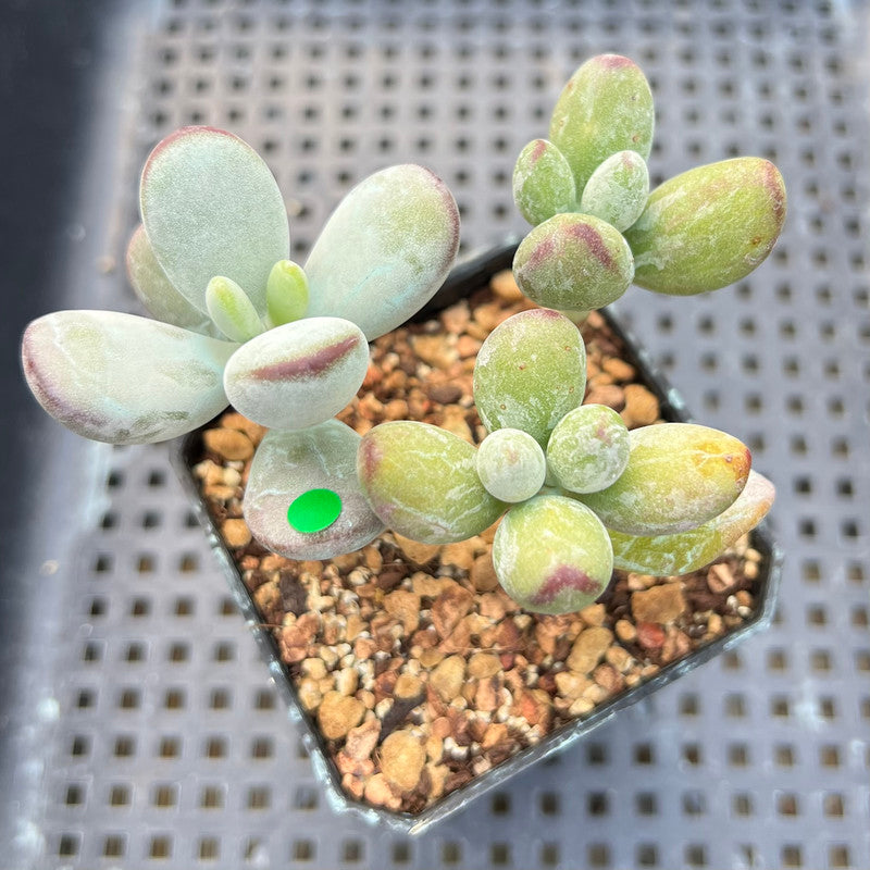 Cotyleydon Orbiculata Var. 'Hoppi' Variegated 2" Succulent Plant