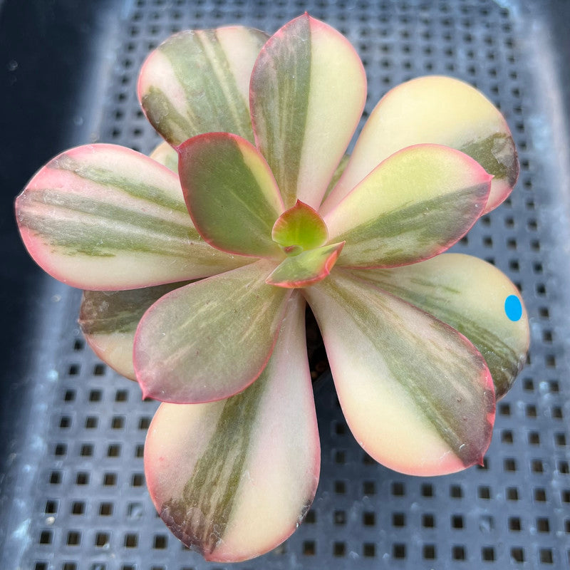 Echeveria 'Primadonna' Variegated 3"-4" Succulent Plant