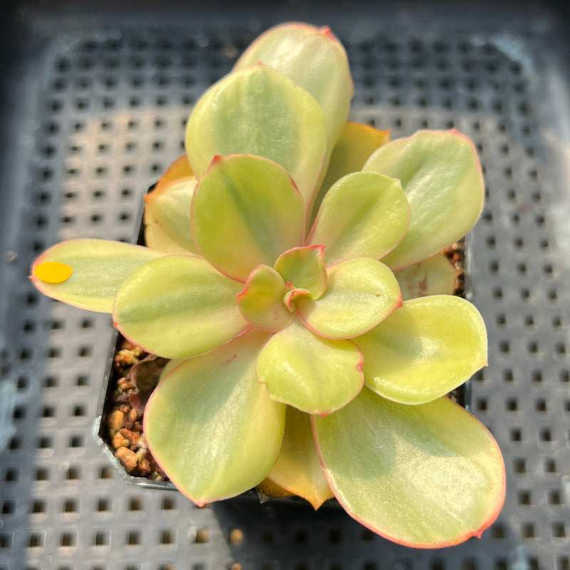 Echeveria 'Suyon' Variegated 2"-3" Succulent Plant