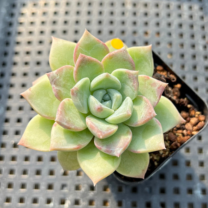 Echeveria 'Pink Spot' 2" Succulent Plant