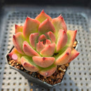 Echeveria Agavoides 'Honey Pink' 2"-3" Succulent Plant