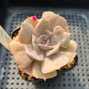 Echeveria 'Pollux' Mutated/Variegated 4"-5" Succulent Plant