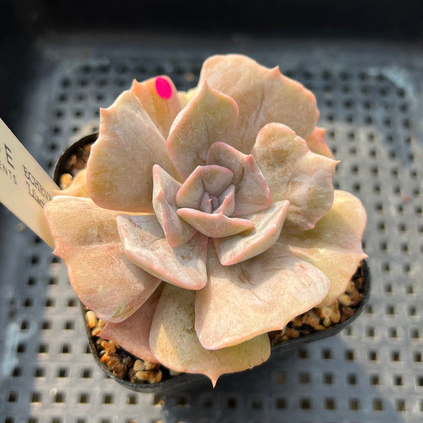 Echeveria 'Pollux' Mutated/Variegated 4"-5" Succulent Plant