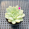 Echeveria 'Humilis' Variegated 2" Succulent Plant