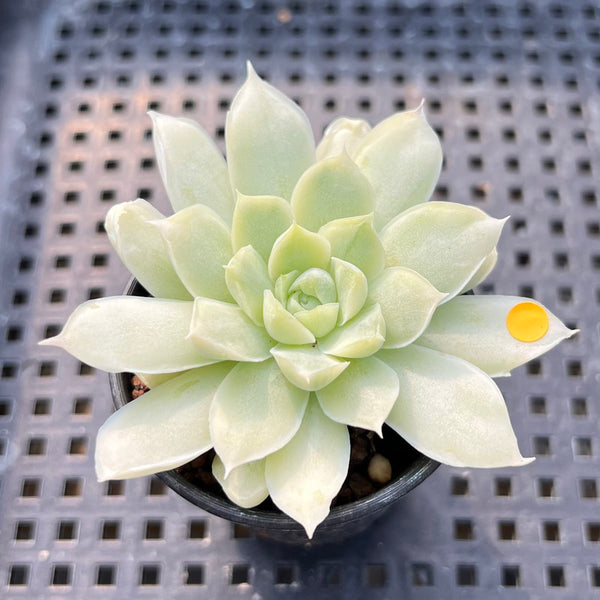 Echeveria 'Humilis' Variegated 2" Succulent Plant