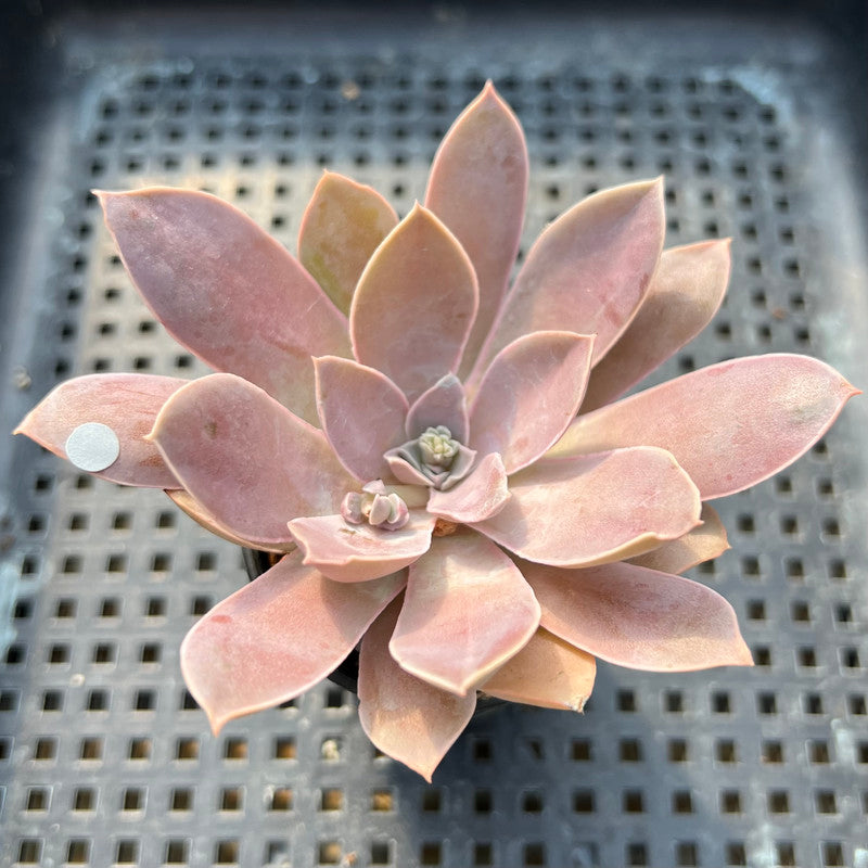 Echeveria Diffractens 2" Succulent Plant