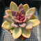 Echeveria 'Pink Tulip' 2" Succulent Plant