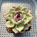 Echeveria 'Dark Chocolate' 3" Succulent Plant