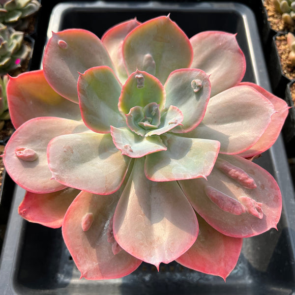 Echeveria 'Heart Throb' 6"-7" Extra Large Succulent Plant