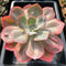 Echeveria 'Heart Throb' 6"-7" Extra Large Succulent Plant