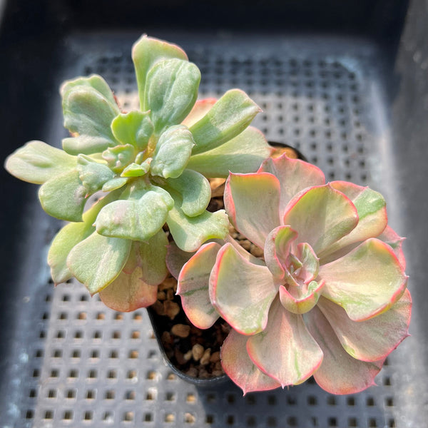 Echeveria 'Beyonce' Variegated 3" With Mutated Head Succulent Plant