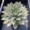 Echeveria Agavoides 'Maria' Variegated 6" Large Succulent Plant