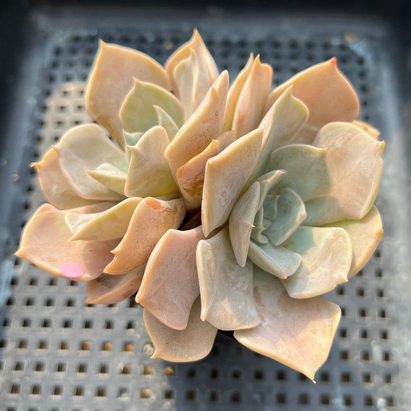 Echeveria 'White Kisses' 2" Succulent Plant