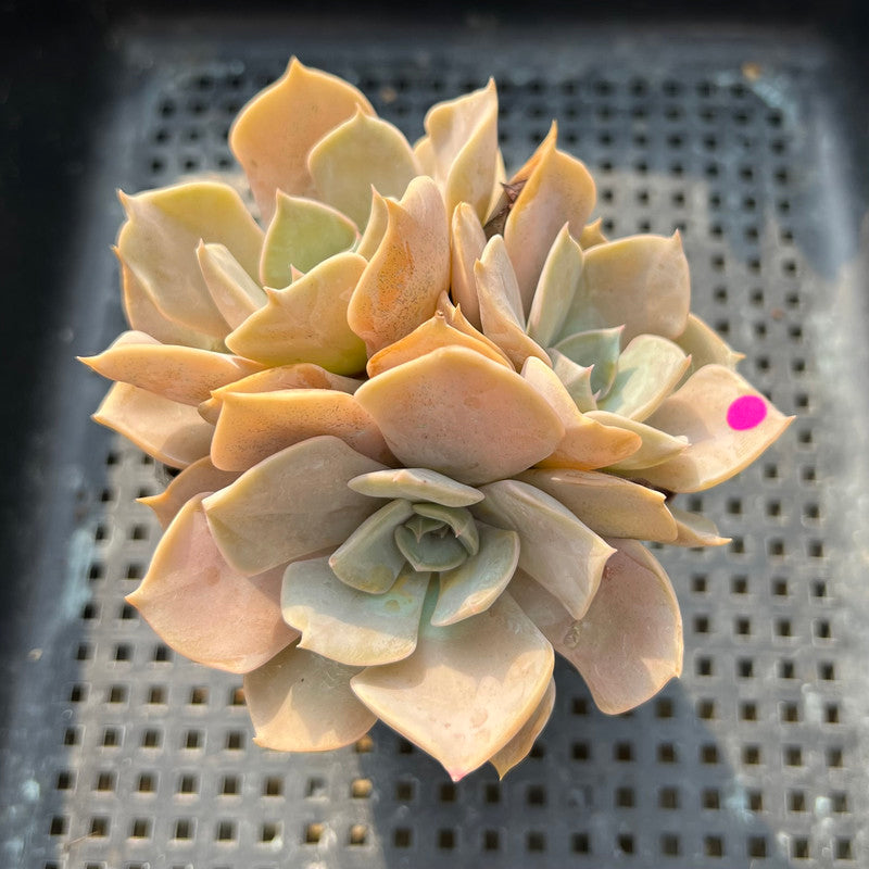 Echeveria 'White Kisses' 2" Succulent Plant