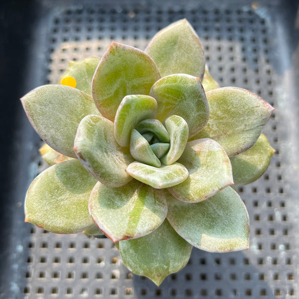 Echeveria 'German Champaign' 2"-3" Succulent Plant