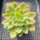 Echeveria 'Pink Vera' Variegated 2"-3" Succulent Plant