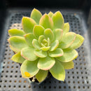 Echeveria 'Pink Vera' Variegated 5" Succulent Plant