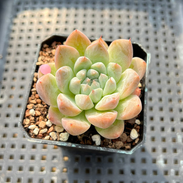 Echeveria 'Alba Beauty' 2" Succulent Plant