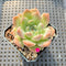 Echeveria 'Alba Beauty' 2" Succulent Plant